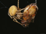 Spider Wrapping a Beetle in Strands of Silk Photographic Print