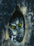 Owl Peering Out of a Nest Once Used by a Northern Flicker Photographic Print