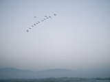 Flock of Common Cranes in Flight at Twilight Photographic Print