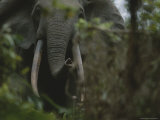 Forest Elephant in Gabons Loango National Park Photographic Print by Michael Nichols