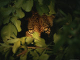 Six-Month Old Lion Cub Peers Through Foliage Photographic Print by Kim Wolhuter
