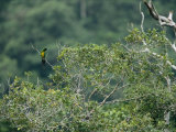 Masked Shining Parrot in a Treetop Photographic Print