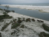 Small Herd of Forest Buffalo Roam the Beach of Loango National Park Photographic Print by Michael Nichols