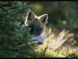 A Red Fox Pup Peering from Behind an Evergreen Photographic Print