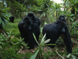 Two Mother Gorillas Carrying Their Children on Their Backs, Virunga National Park, Rwanda Impressão fotográfica por Michael Nichols Two Mother Gorillas Carrying Their Children on Their Backs, Virunga National Park, Rwanda Impressão fotográfica por Michael Nichols
