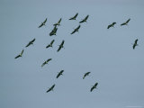 Flock of Common Cranes in Flight at Twilight Photographic Print