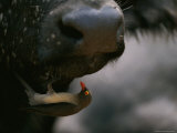 Red-Billed Oxpecker Searches for Insects on a Cape Buffalos Chin Photographic Print by Kim Wolhuter