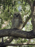 Juvenile Great Horned Owl on a Branch, des Lacs National Wildlife Refuge, North Dakota Photographic Print