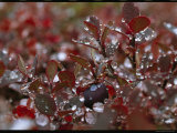 Droplets of Water on the Red Leaves of an Arctic Plant Photographic Print by Norbert Rosing