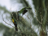 Pair of Masked Shining Parrots in a Treetop Photographic Print