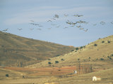 Flock of Common Cranes in Flight over Hills and Valley Photographic Print