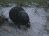 Dung Beetle in the Sand of Loango National Park Photographic Print