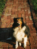 A Sheltie with a Dog Bone Poised on Its Nose Photographic Print by Joel Sartore