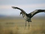 Common Crane Stretching its Wings Photographic Print