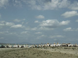 Eastern White Pelicans Resting on a Shore under Puffy Clouds Photographic Print