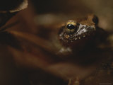 Frog Peers from Behind Leaves in Loango National Park Photographic Print by Michael Nichols