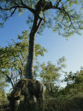 Leopard in a Tree Watches a Hyena Photographic Print