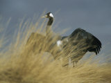 Common Crane Stretching its Wings Photographic Print