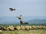Griffon Vultures Congregated on the Ground Photographic Print by Klaus Nigge