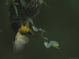Village Weaverbird Hangs from its Nest in Loango National Park Photographic Print by Michael Nichols