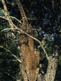 Young Leopard Descends a Tree Photographic Print by Kim Wolhuter