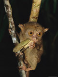 Tarsier Eats an Insect While Clinging to a Branch at Night Photographic Print by Tim Laman