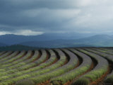 Rows of Lavender Under a Storm Cloud, Tasmania, Australia Fotografisk trykk av Sam Abell Rows of Lavender Under a Storm Cloud, Tasmania, Australia Fotografisk trykk av Sam Abell