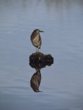 Green-Backed Heron with Reflection, Merritt Island National Wildlife Refuge, Florida Photographic Print