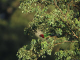 Red Shining Parrot Sitting in a Treetop Photographic Print