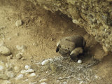 Griffon Vulture Sitting on its Nest Photographic Print by Klaus Nigge