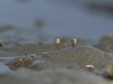 Ghost Crab Submerges Itself in Wet Sand Photographic Print