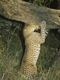 Leopard Marks his Territory Using its Facial-Gland Scent Photographic Print