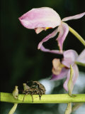 Pair of Weevils Mating on the Stem of an Orchid Photographic Print by Tim Laman