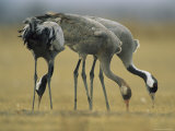 Trio of Common Cranes Eating Photographic Print