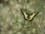 Swallowtail Butterfly Perched on Delicate Grass Seedheads Photographic Print by Klaus Nigge