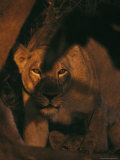 Asian Lioness Stands Guard over her Cub Photographic Print by Mattias Klum