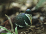 Dove Walking on a Forest Floor Photographic Print