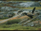 A Flock of Canada Geese in Flight Photographic Print