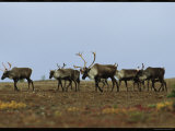 A Group of Caribou in a Tundra Landscape Photographic Print by Norbert Rosing