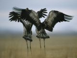 Pair of Common Cranes Stretching and Flapping Their Wings Photographic Print