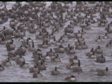 A Flock of Canada Geese Resting Together in Water Photographic Print by Norbert Rosing