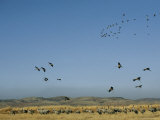 Flock of Common Cranes Flying near Another Flock on the Ground Photographic Print