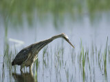 Purple Heron Wading in Water Watching for Passing Fish Photographic Print