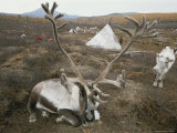 Reindeer Relaxes outside the Tipi Homes of Nomadic Tsataan Herders Photographic Print by Gordon Wiltsie
