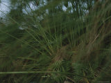 Palm Frond Foliage in Gabons Loango National Park Photographic Print by Michael Nichols