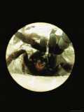 Tarantula Waits Inside its Silk-Lined Lair for a Victim to Pass By Photographic Print