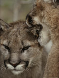 Ten-Month-Old Mountain Lion and its Mother Photographic Print