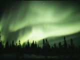 Green Curtain of the Aurora Borealis Over an Evergreen Forest Photographic Print by Norbert Rosing