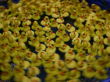 Swirling Activity of a Carnival Duckpond Quessing Game Photographie