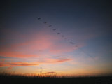 Flock of Common Cranes Flying at Sunset Photographic Print